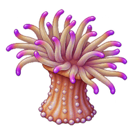 Magnificent Sea Anemone Juvenile Polyp