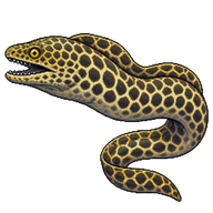 Laced Moray
