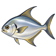 Palometa