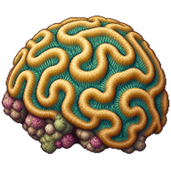 Brain coral