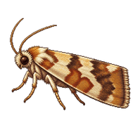 Leaf-Roller Moth