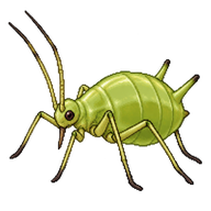 Lettuce aphid