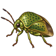 Kudzu Bug