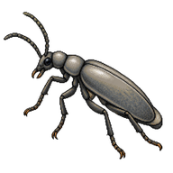 Ashgray Blister Beetle