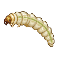 Emerald Ash Borer Larva