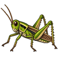 Northern Green-striped Grasshopper