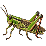 Northern Green-striped Grasshopper