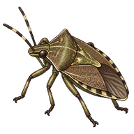 Forest Bug