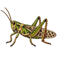 Spotted-Wing Grasshopper