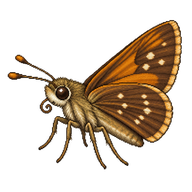 Tawny-edged Skipper