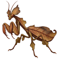 Dead Leaf Mantis