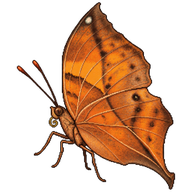 Orange Oakleaf