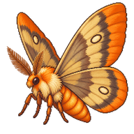 Orange-tipped Oakworm Moth