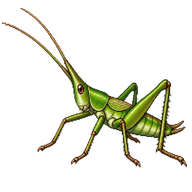 Long-winged Conehead Nymph