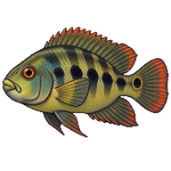 Parrot Cichlid