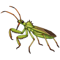 Pale Green Assassin Bug