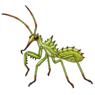 Pale Green Assassin Bug Nymph