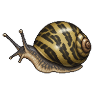 Freshwater Nerite